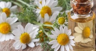 خواص بابونه رومی؛ فواید، روش مصرف و عوارض احتمالی